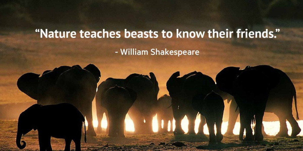Ancient Insights Revealed in Spirit Animal Meanings