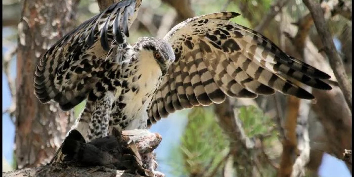 60 Eagle Quotes to Inspire Freedom and Vision