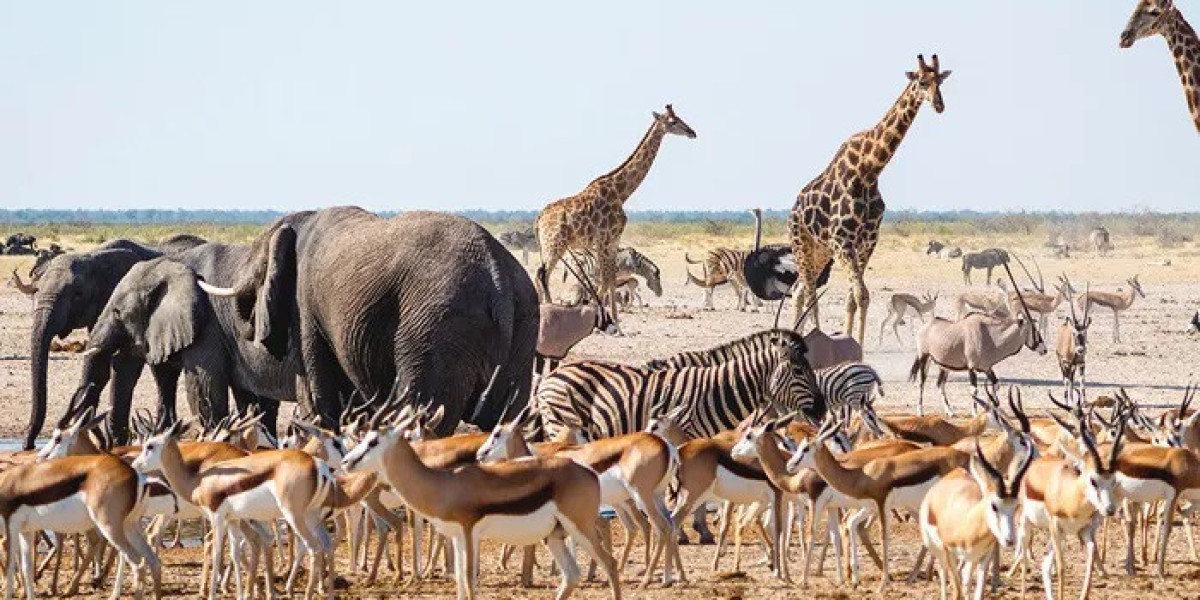 80 Best Animal Jokes | Discover Wildlife