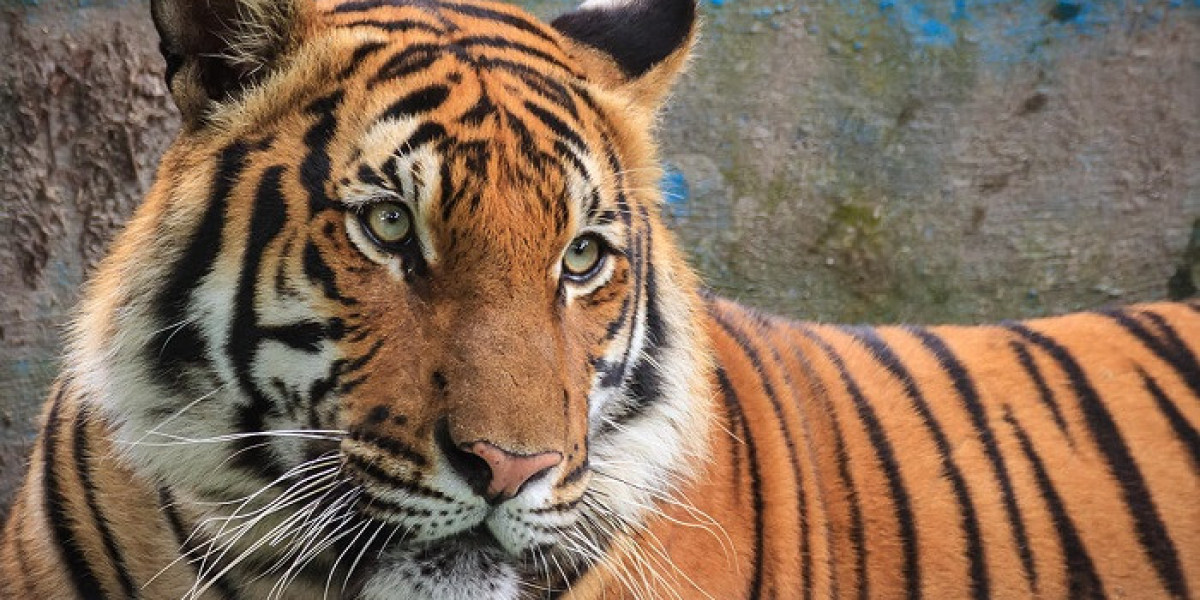 Understanding Balance and Will in Tiger Symbolism