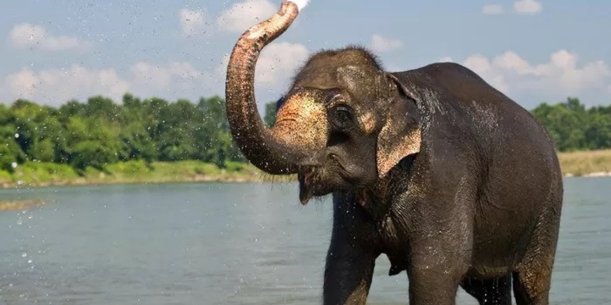 How Does Elephant Symbolism Reflect Strength in Adversity?