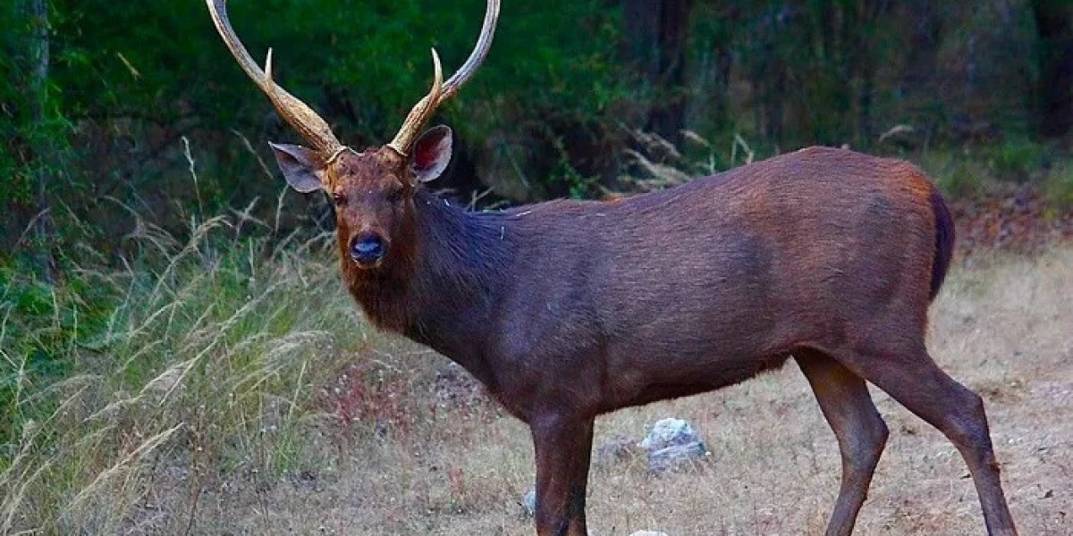 Deer Symbolism in Native American Lore