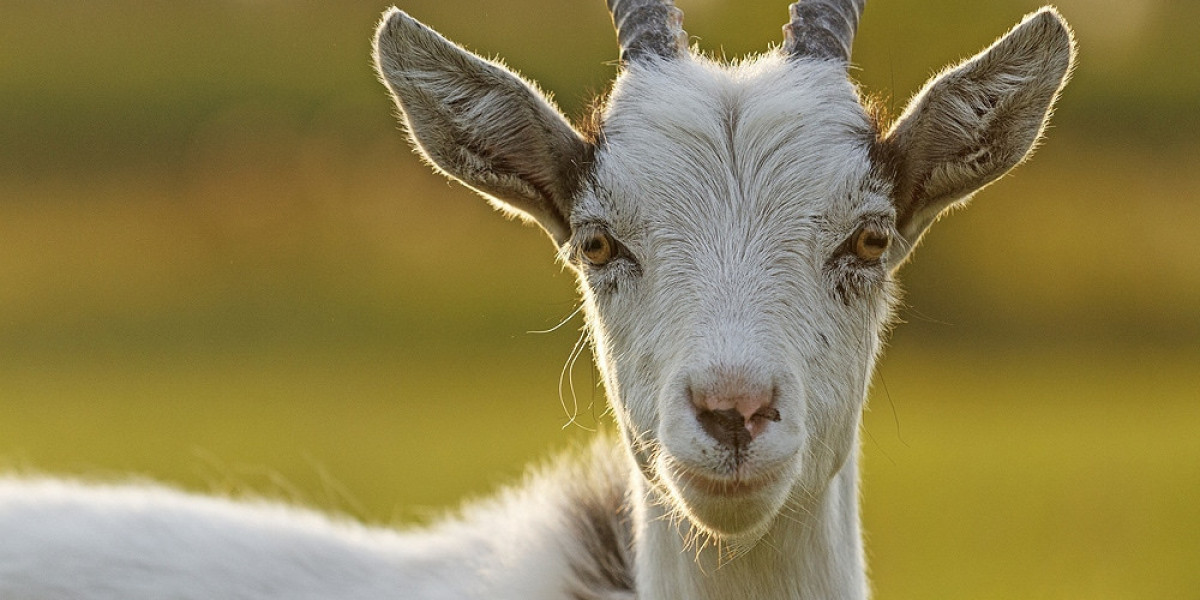 Goat Symbolism: Lessons of Patience and Persistence