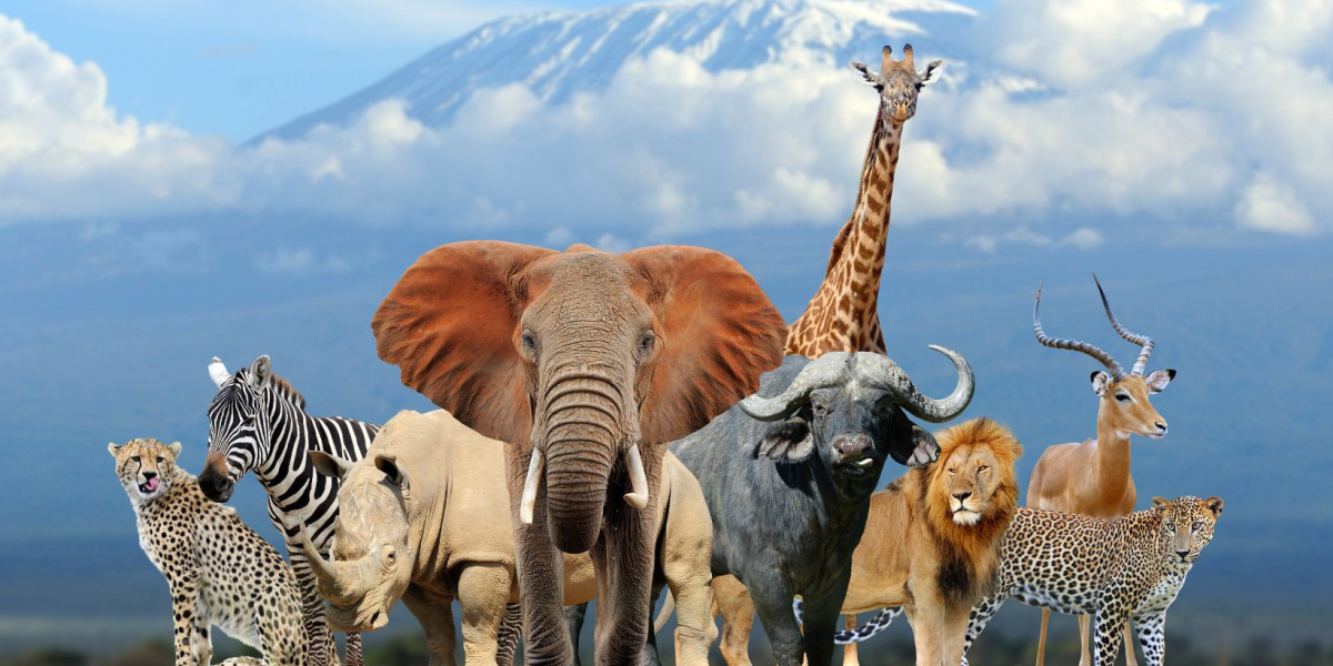 Ancient Insights Revealed in Spirit Animal Meanings