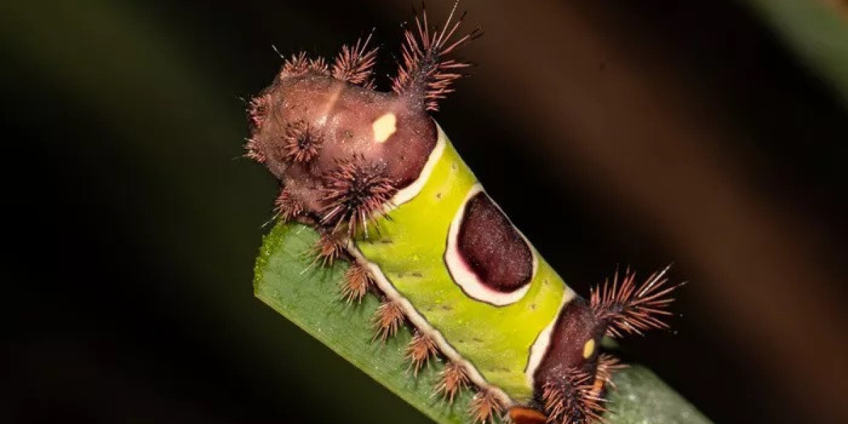 35 Saddleback Caterpillar Quotes, Sayings, and Proverbs