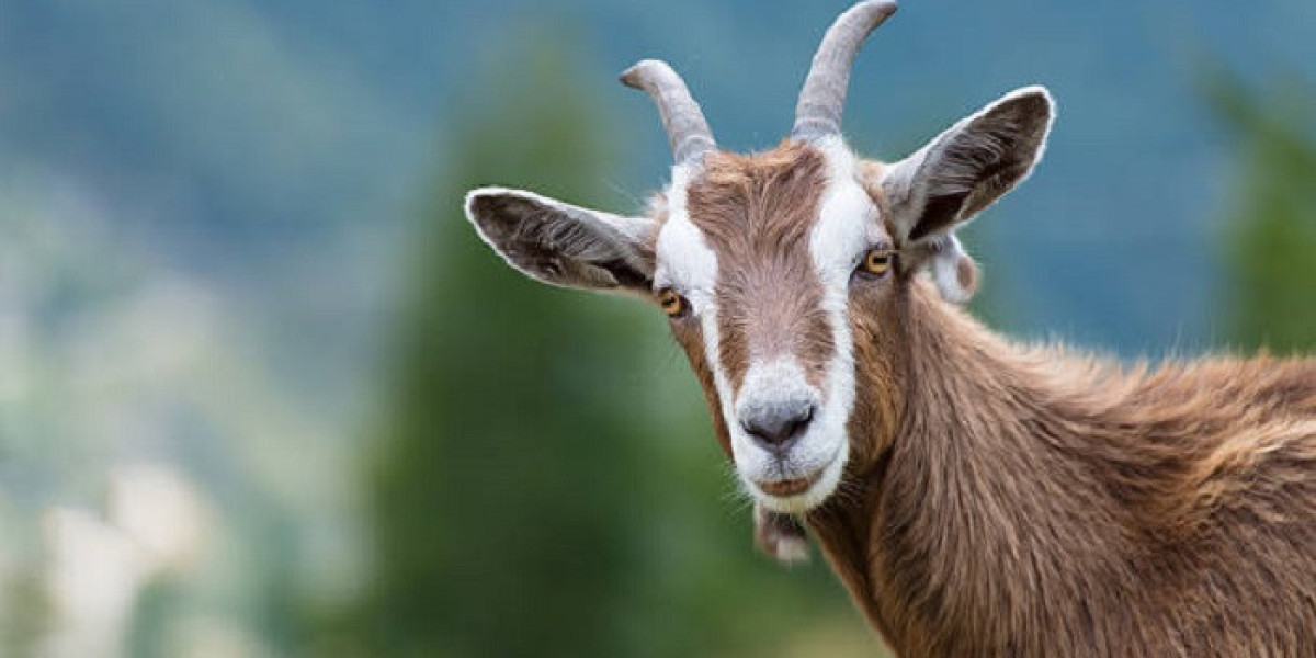 Goat Symbolism: Perseverance, Strength, and Freedom