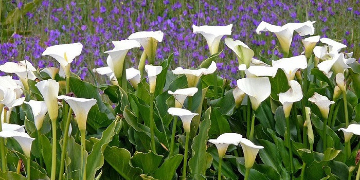 Why Is Lily Symbolism Associated with Fertility?