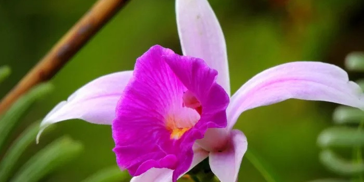 What Ancient Truths Can Be Learned from Orchid Symbolism?