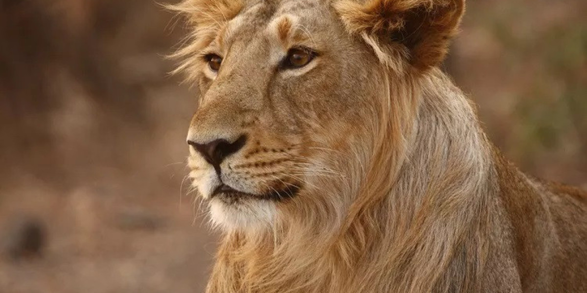 Why Is Lion Symbolism a Sign of Pride and Authority?