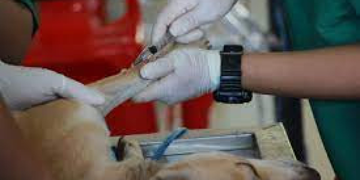Home Pet Euthanasia in San Antonio: Compassionate Care for Your Beloved Companion