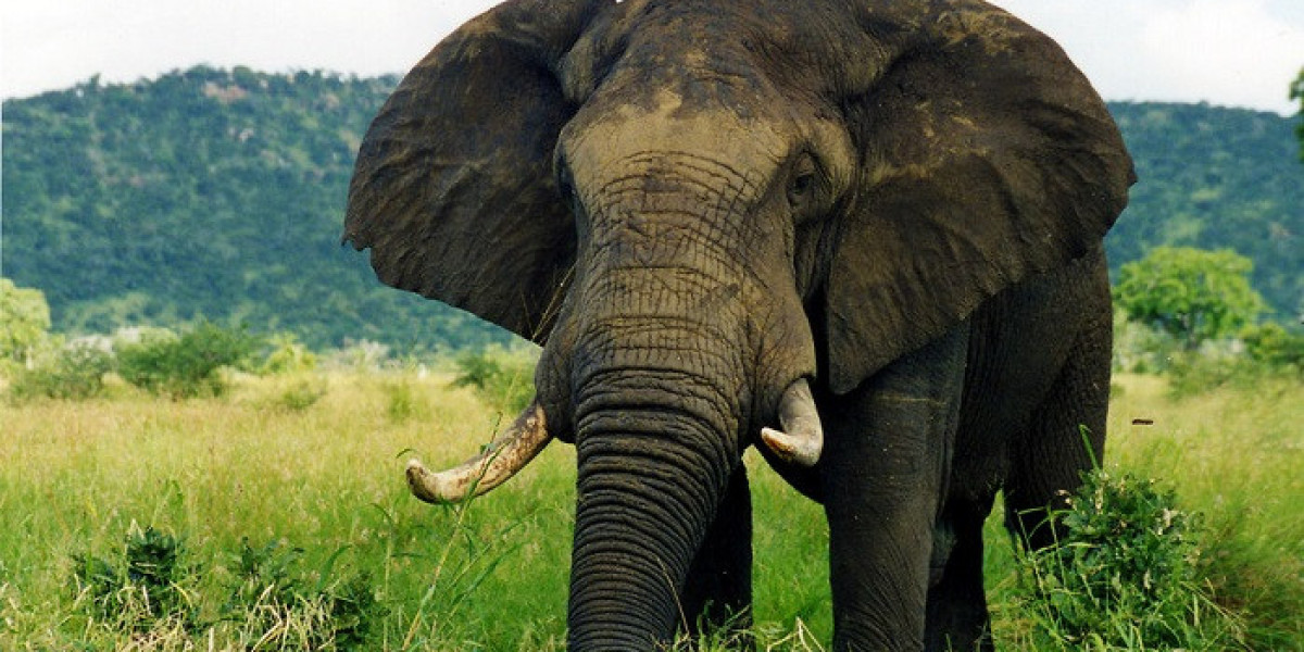 How Can Elephant Symbolism Support Emotional Healing?