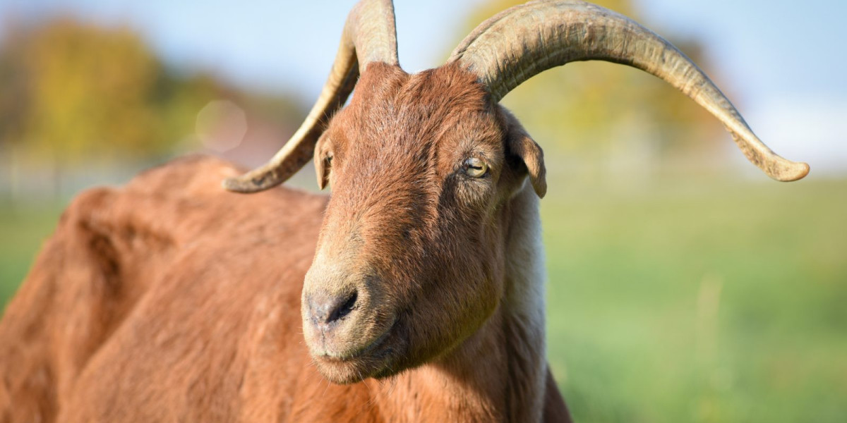 Why Is Goat Symbolism Connected to Independence?
