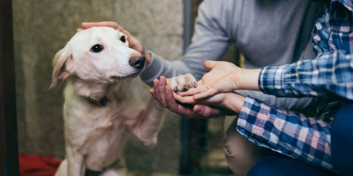 Losing a Pet: Costs, Options & Compassionate End-of-Life Care at Home