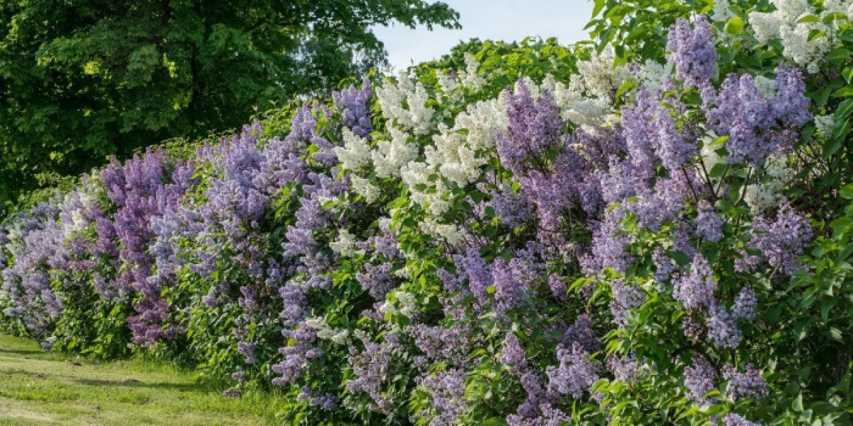 What Does Lilac Symbolism Teach About Mindful Living?