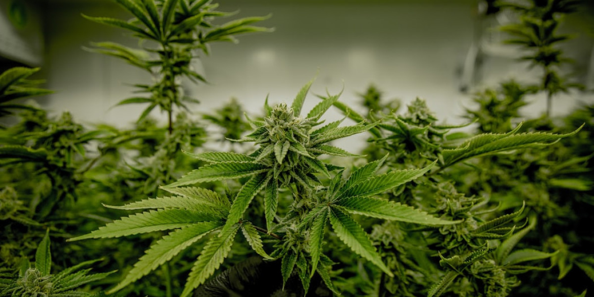 Order Cannabis Seeds Online Safely in the USA